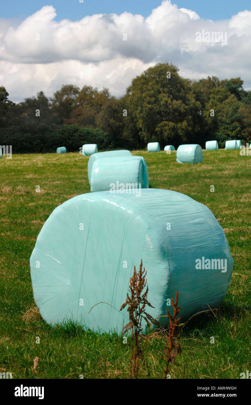 Hay Bails platziert In Polyethylen umfasst, zum Schutz vor schlechtem Wetter. In der Staffordshire UK Natur gelegen. Stockfoto