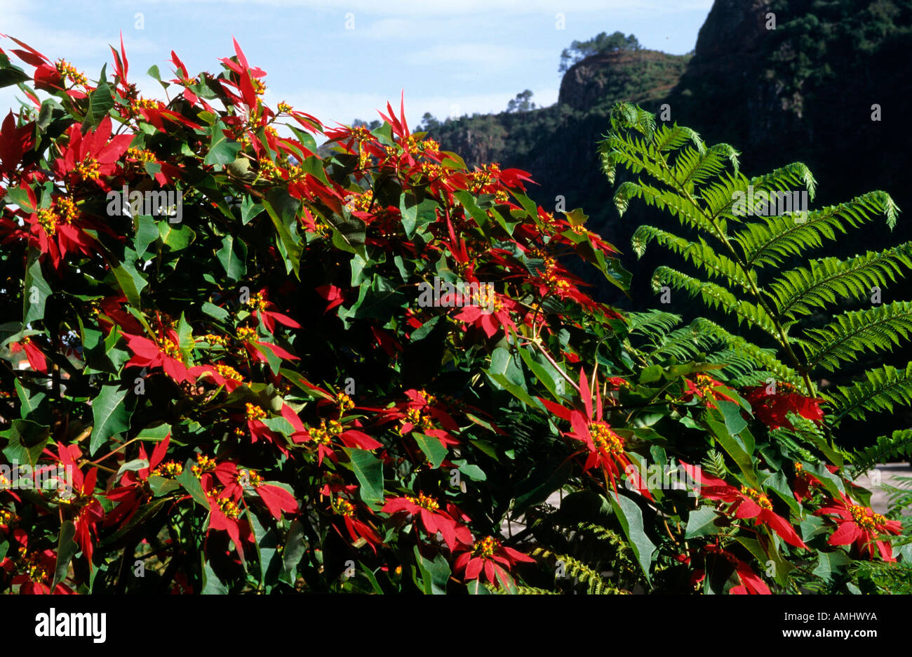 Portugal, Madeira, Weihnachtsstern Stockfotografie - Alamy