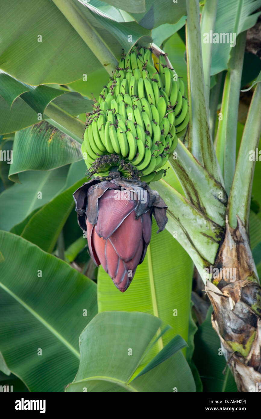 Banane Blütenstand und unreife Früchte. Stockfoto