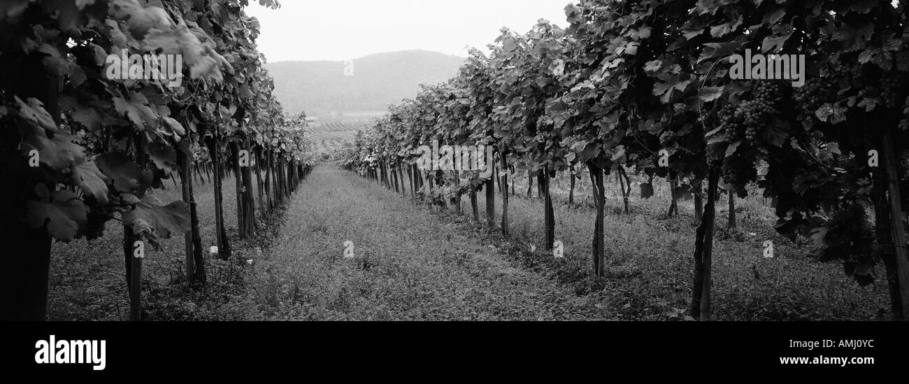 Weinberg, Wachau, Österreich Stockfoto