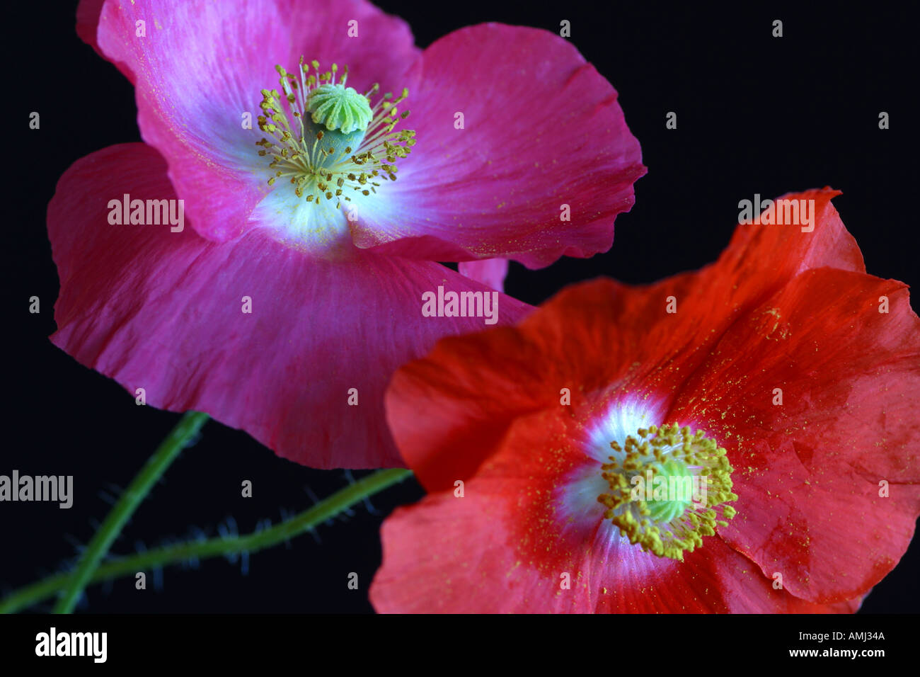 Zwei Shirley Mohnblumen Papaver Rhoeas mit schwarzem Hintergrund Stockfoto