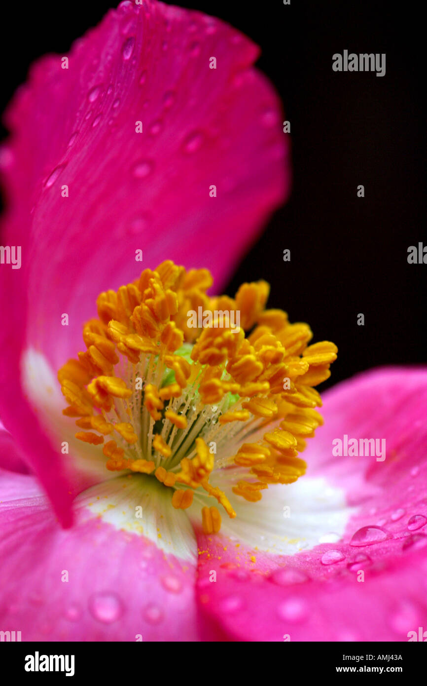 Shirley Mohn Papaver rhoeas Stockfoto