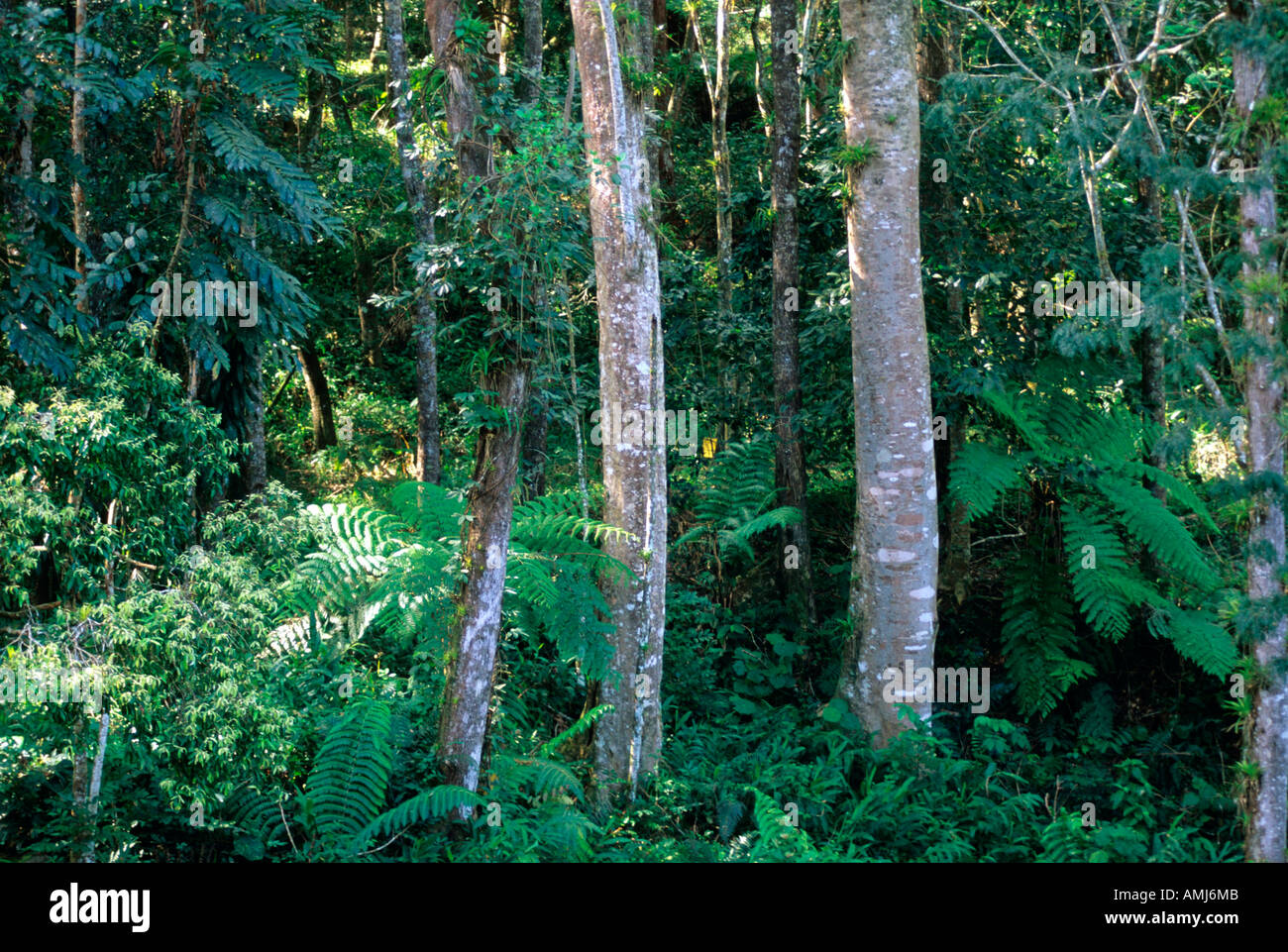 Kuba, Sancti Spiritus, Vegetation in der Sierra del Escambray Stockfoto