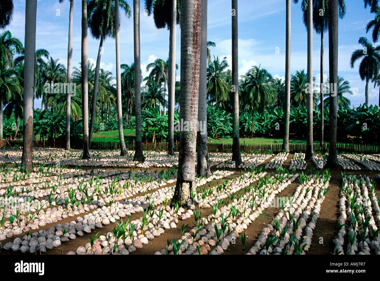 Kuba, Guantanamo, Baracoa, Baumschule Für Palmen Stockfoto