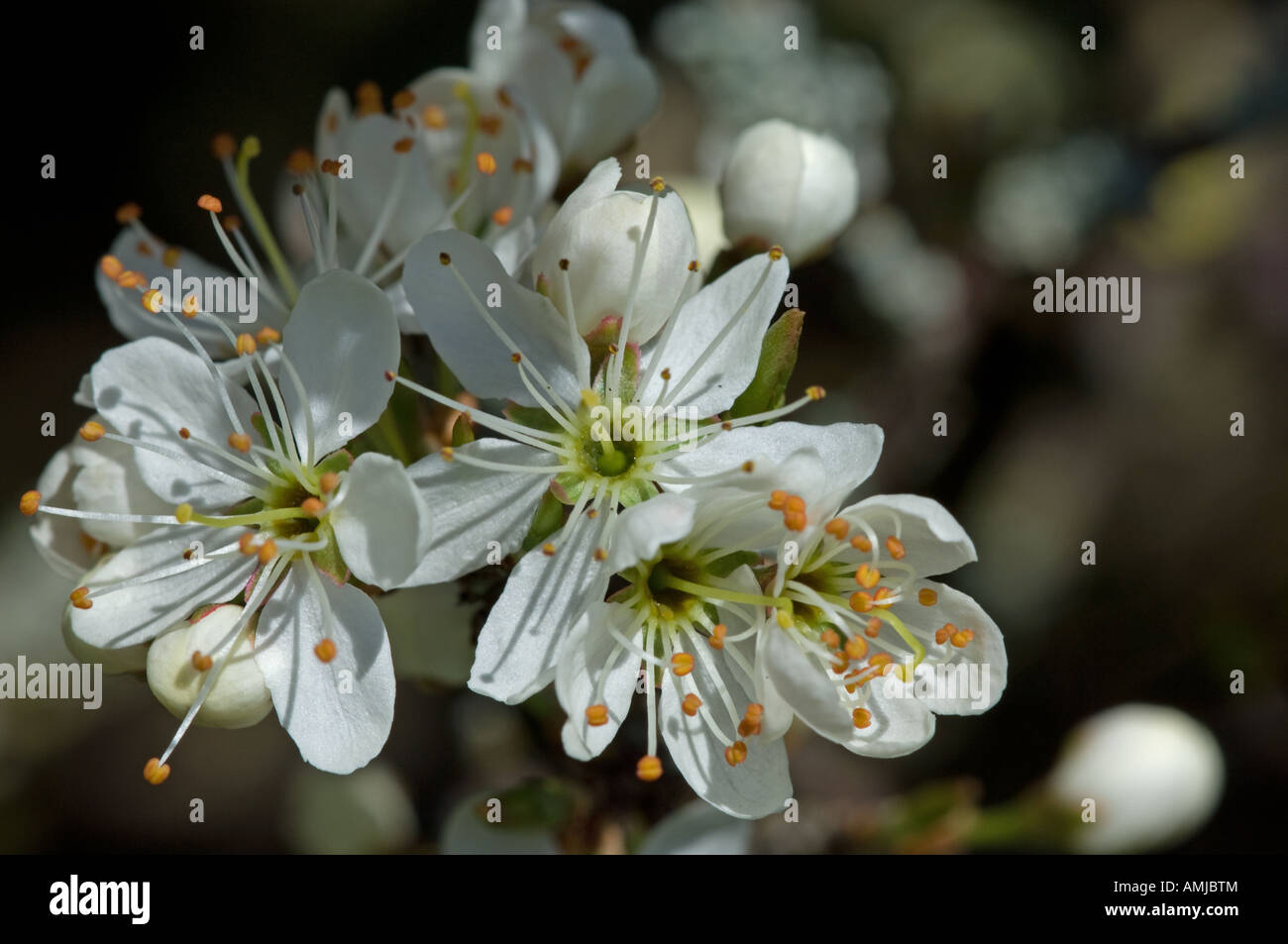 Schlehe Prunus Spinosa Blume Stockfoto