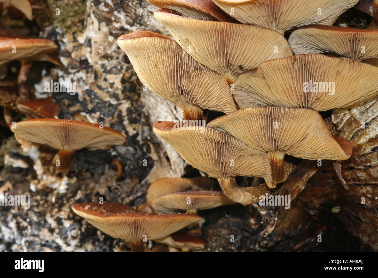 Galerina Marginata (aka Galerina Autumnalis) giftige Pilz auch als die Beerdigung Bell, hier ihre Sporen freigeben bekannt, wächst an totem Holz Stockfoto