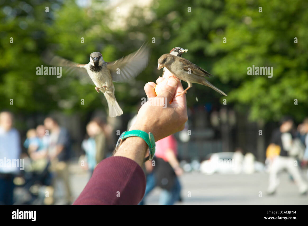 Leute spielen mit Vögel im Park neben der Notre Dame Kathedrale Paris Frankreich Stockfoto