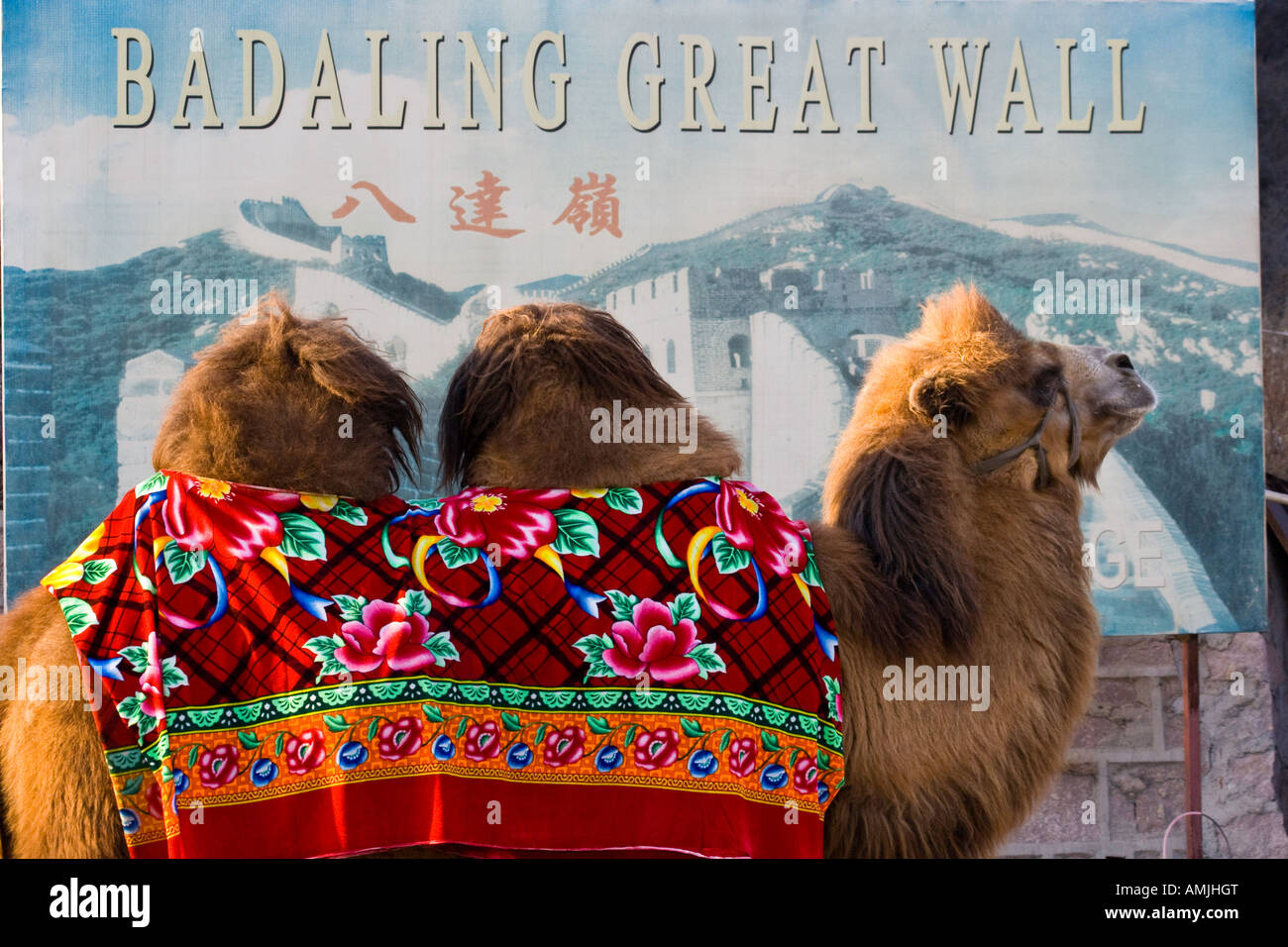 Touristischen Kamele bei Badaling große Mauer Beijing China Stockfoto