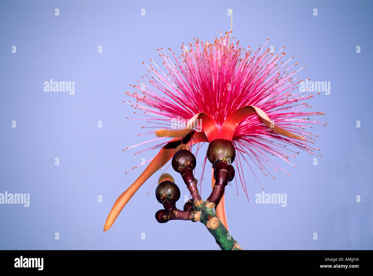 Mexiko, Yucatan, Exotische Blüte Stockfoto