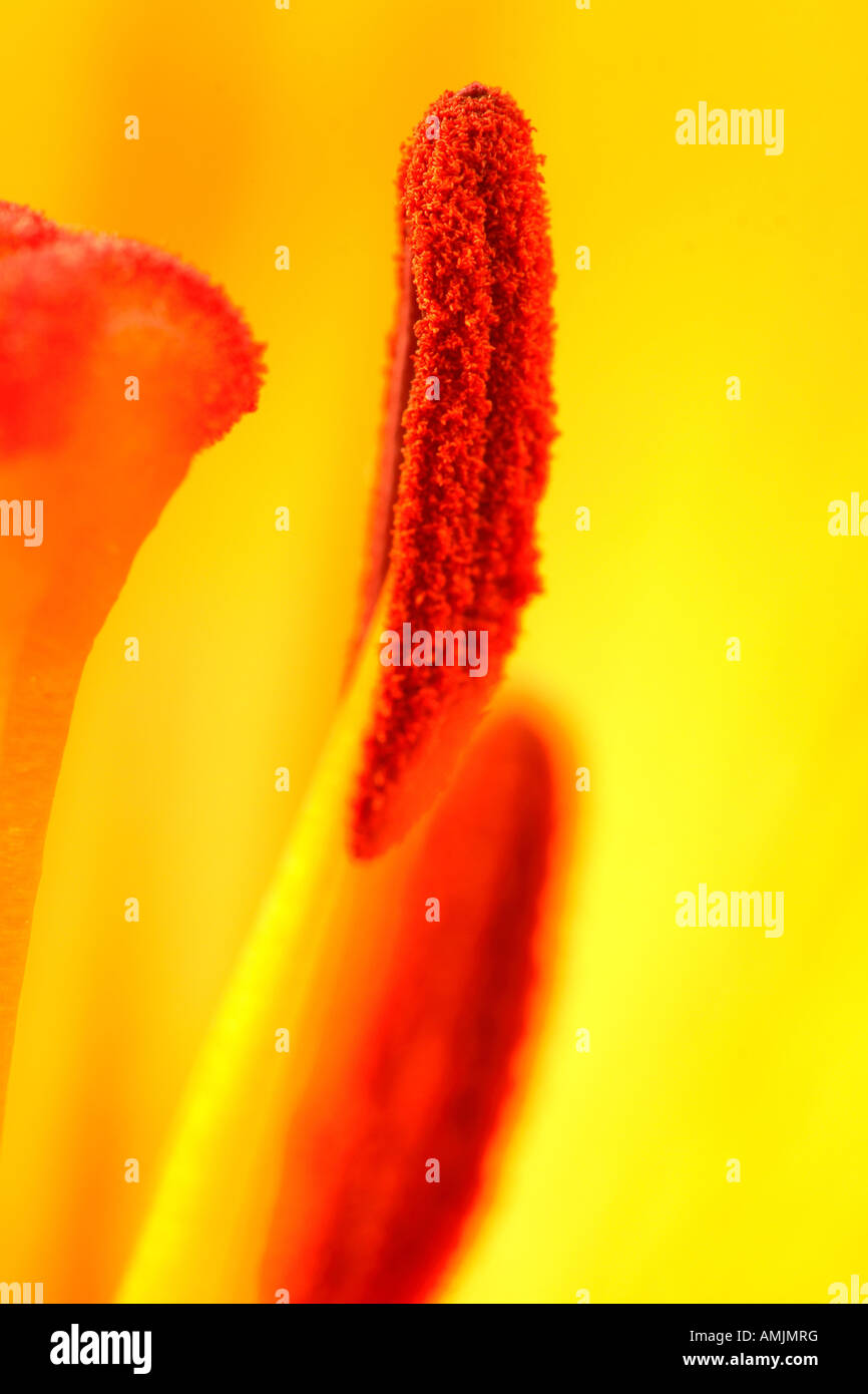 Blume Fortpflanzungsorgane Staubblätter Stigma Anthere Stockfoto