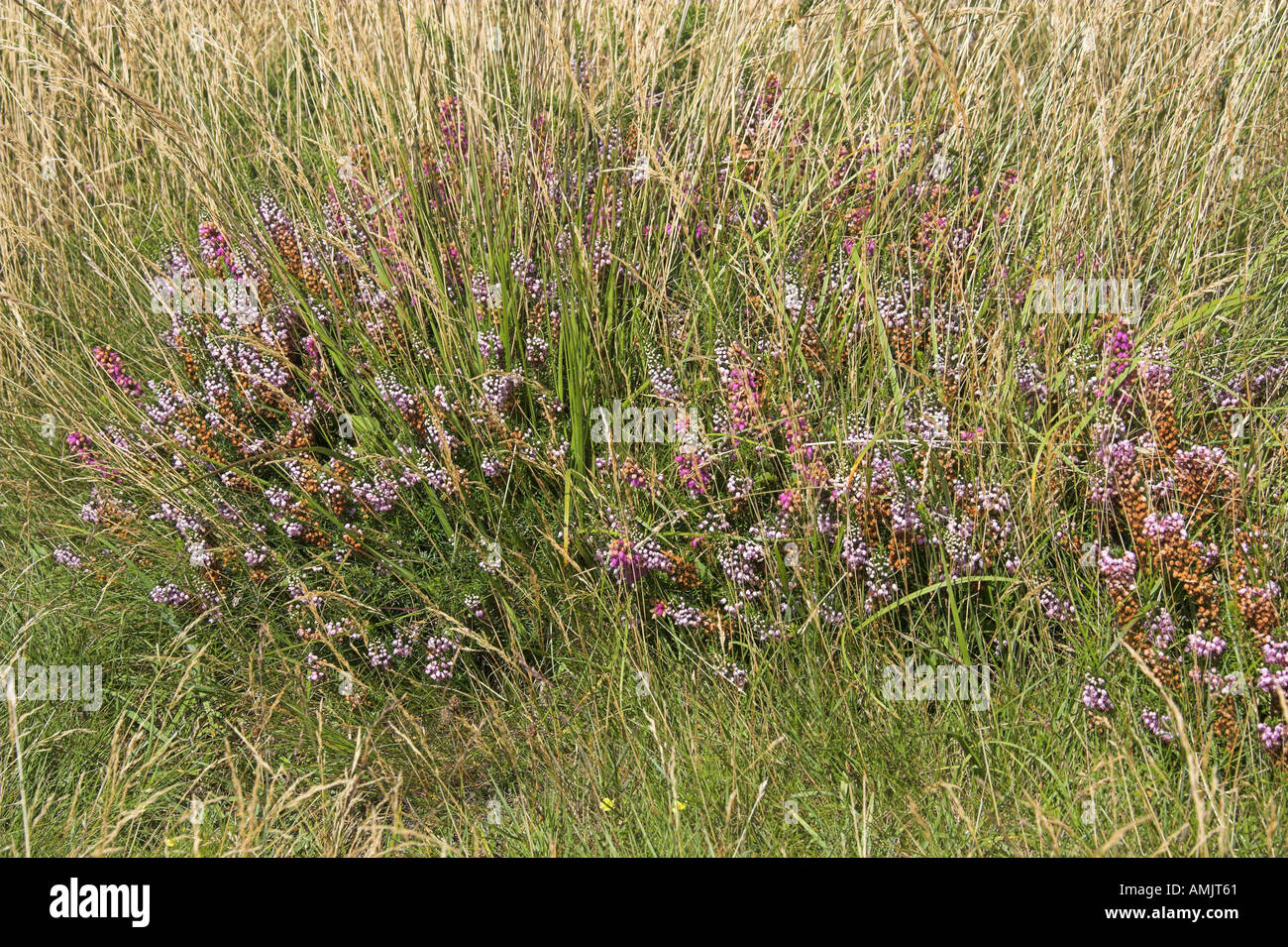 Wild Heather, Calluna vulgaris, Cornwall Stockfoto