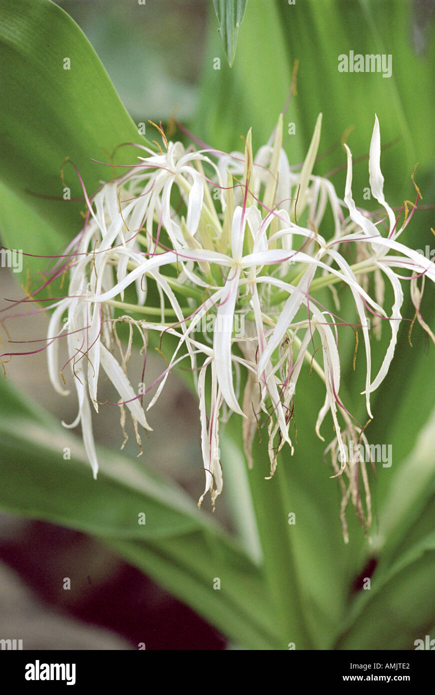 Riesige Spinne Lilie Crinum Asiaticum Amaryllisgewächse.  Ryukyu-Inseln, China, Hong Kong, Indien und Japan. Stockfoto