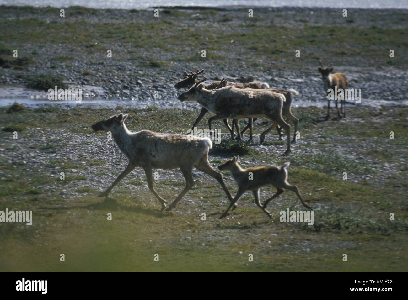 Caribou Rangifer Tarandus Migration durch Coaastal normalen 1002 Bereich Arctic National Wildlife refuge Alaska USA Stockfoto