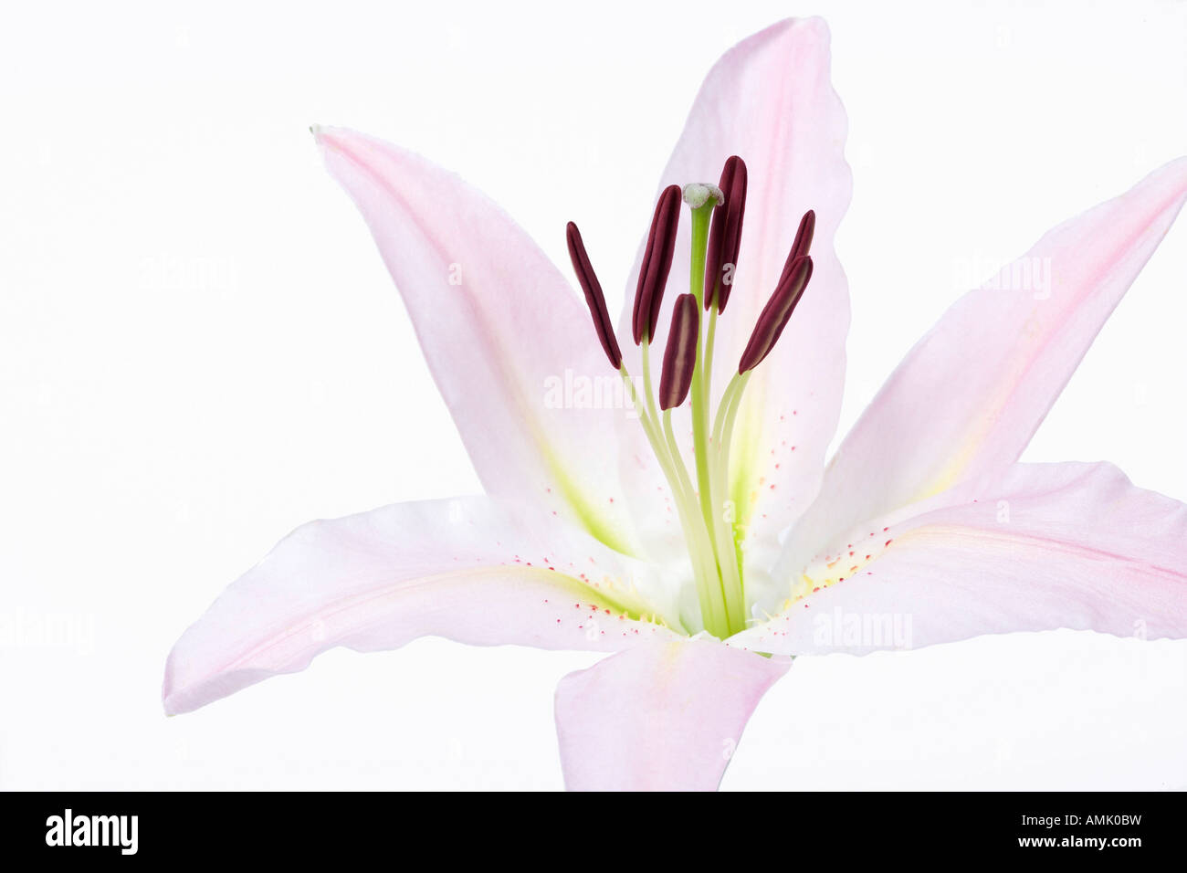 Nahaufnahme von rosa Lilie Blume auf weißem Hintergrund Stockfoto
