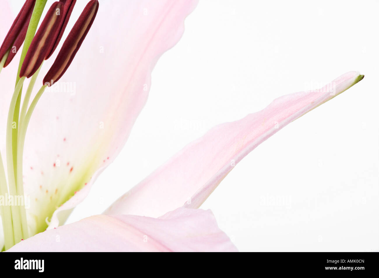 Nahaufnahme von rosa Lilie Blume auf weißem Hintergrund Stockfoto