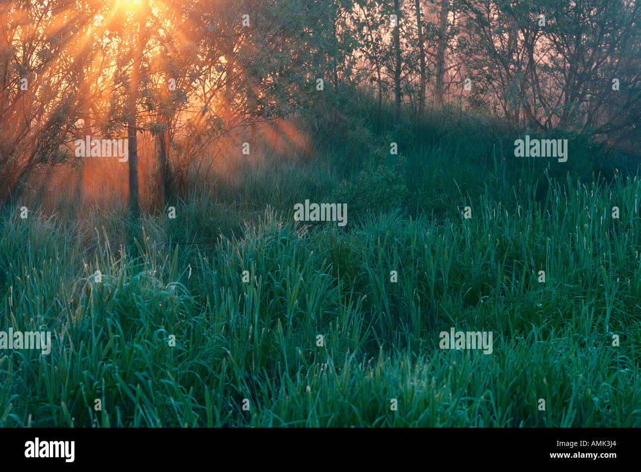 Sonnenstrahlen durch Bäume Stockfoto