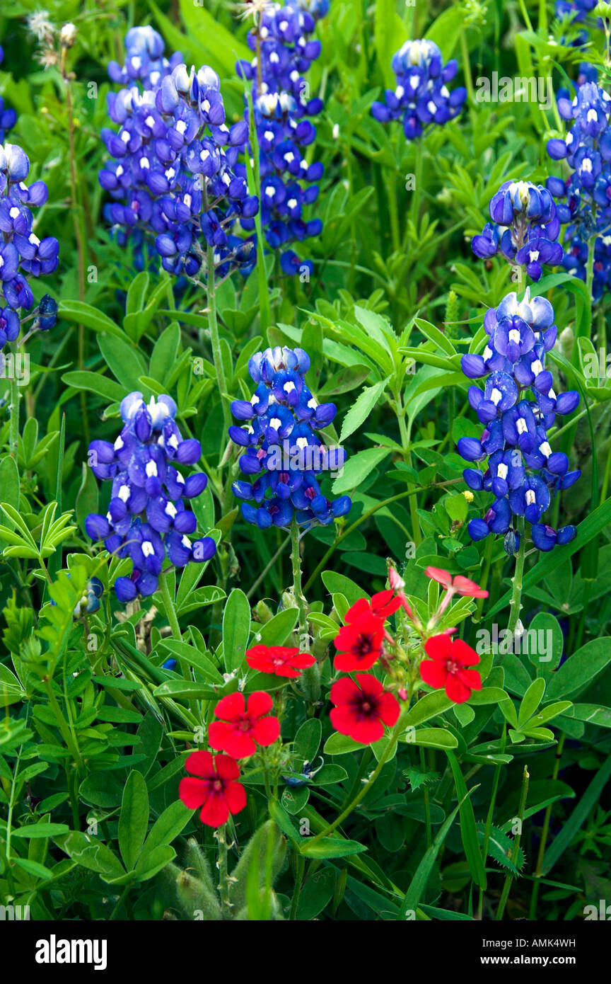 Nahaufnahme von Texas Bluebonnets und brillante rote Wildblumen in der Nähe von Ennis Texas USA Stockfoto