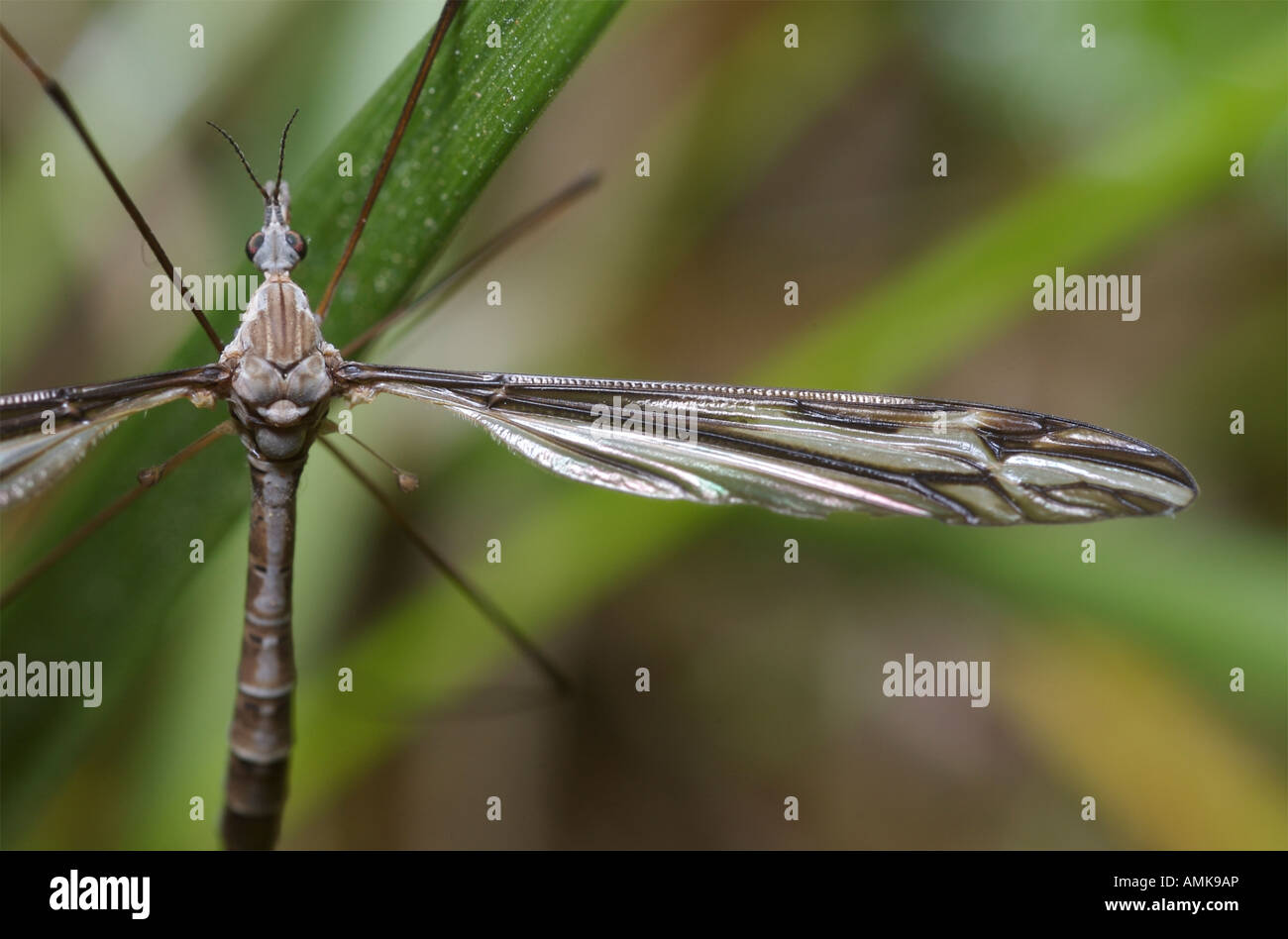 Tipula Furca Crane fly Stockfoto