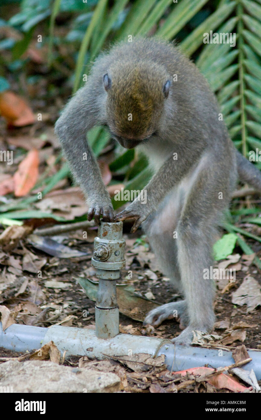 Spielen mit Wasserpfeife lange Tailed Makaken Macaca Fascicularis Affenwald Ubud Bali Indonesien Stockfoto