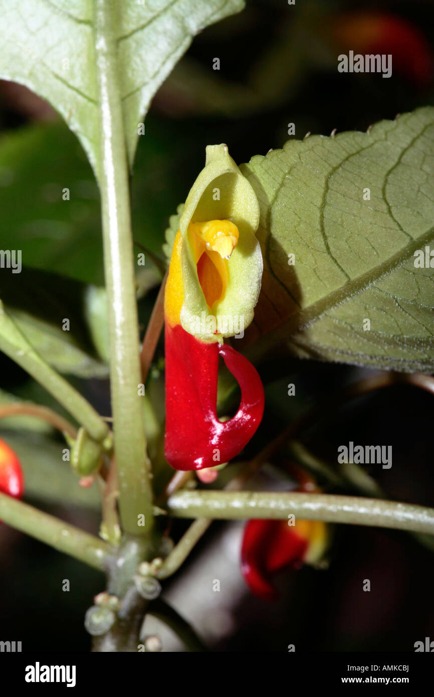 Impatiens Niamniamensis - Kongo Kakadu /Parrot Bill-Mitglied der Familie Balsaminaceae Stockfoto