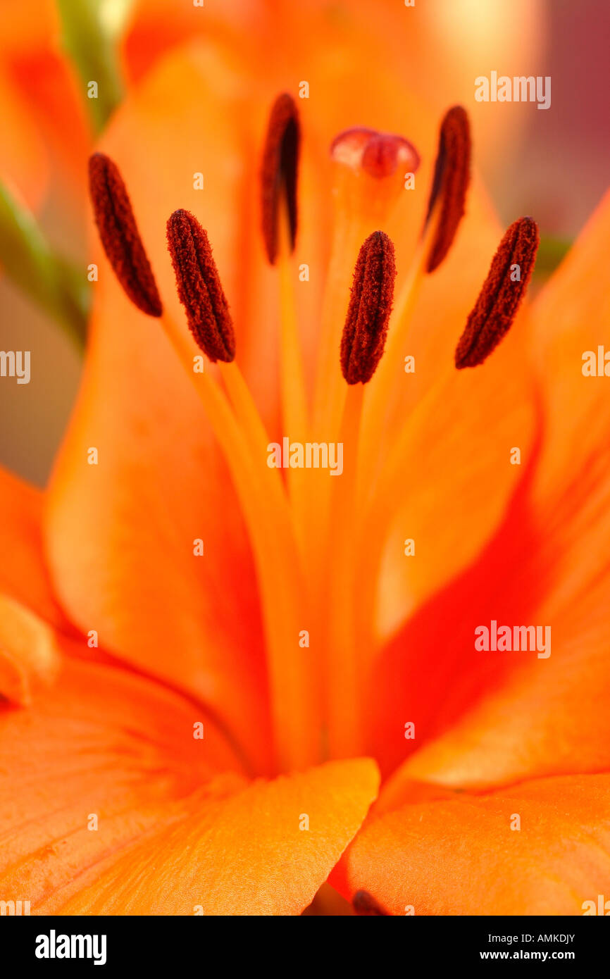 Lilie orange Blume Fortpflanzungsorgane Staubblätter Stockfoto