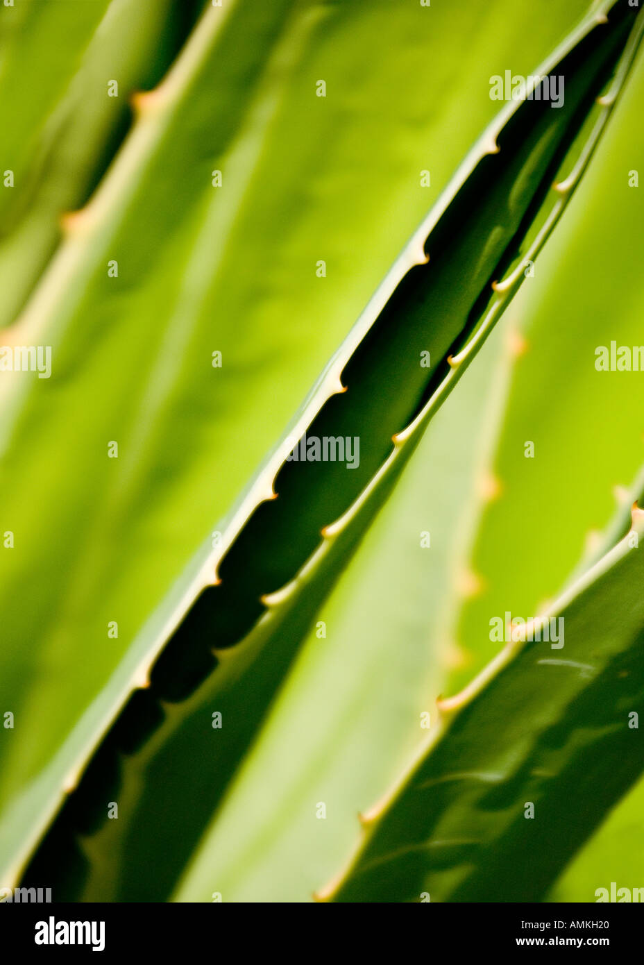 Cactus abstrakt Palmitos Park Gran Canaria Kakteengarten Stockfoto