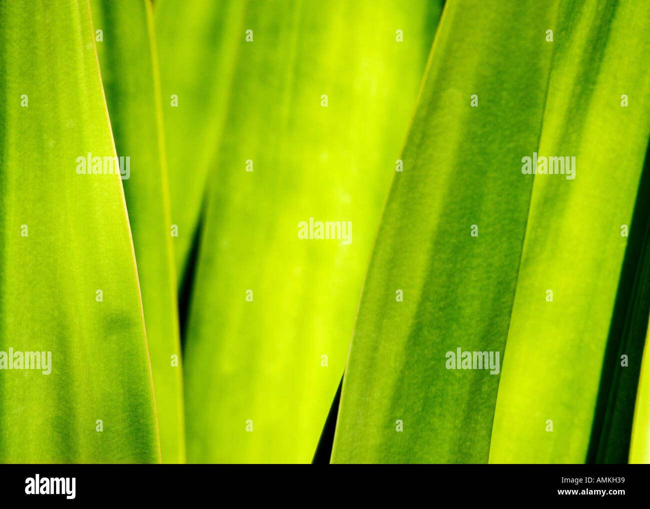 Leaf abstrakt Palmitos Park Gran Canaria Kakteengarten Stockfoto