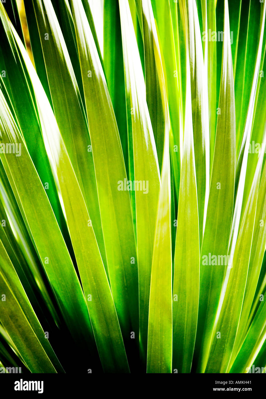 Leaf abstrakt Palmitos Park Gran Canaria Kakteengarten Stockfoto