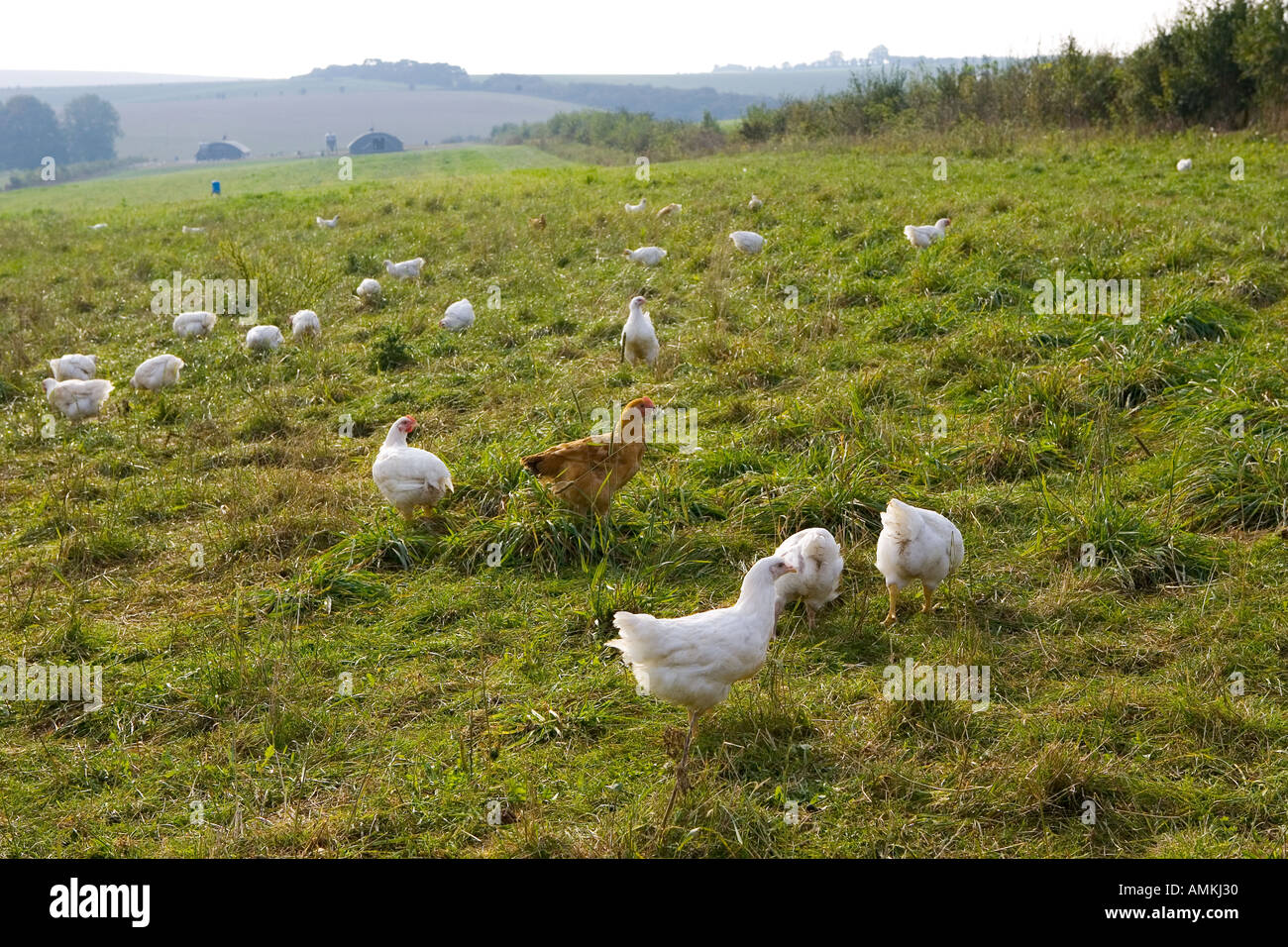 Freilaufenden Hühnern Rasse Isa 257 herumlaufen frei an der Sheepdrove Bio Bauernhof Lambourn in England Stockfoto