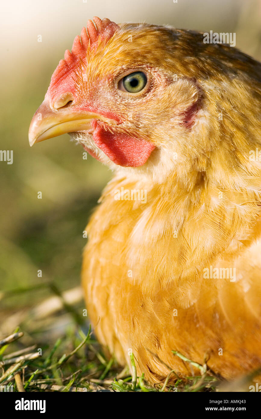 Freilaufenden Hühner Rasse Isa 257 an Sheepdrove Bio Bauernhof Lambourn in England Stockfoto