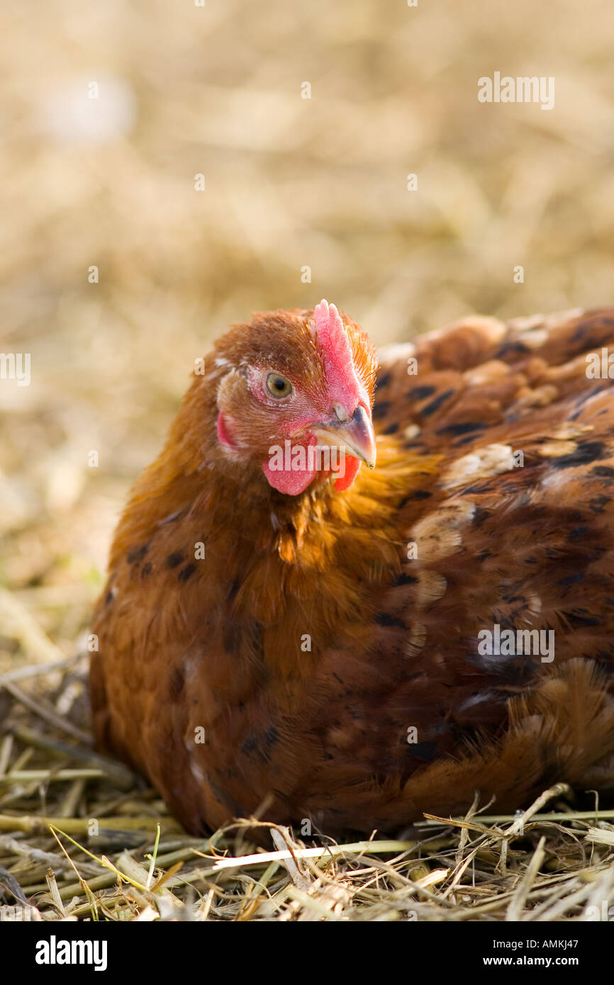 Freilaufenden Hühner Rasse Isa 257 an Sheepdrove Bio Bauernhof Lambourn in England Stockfoto