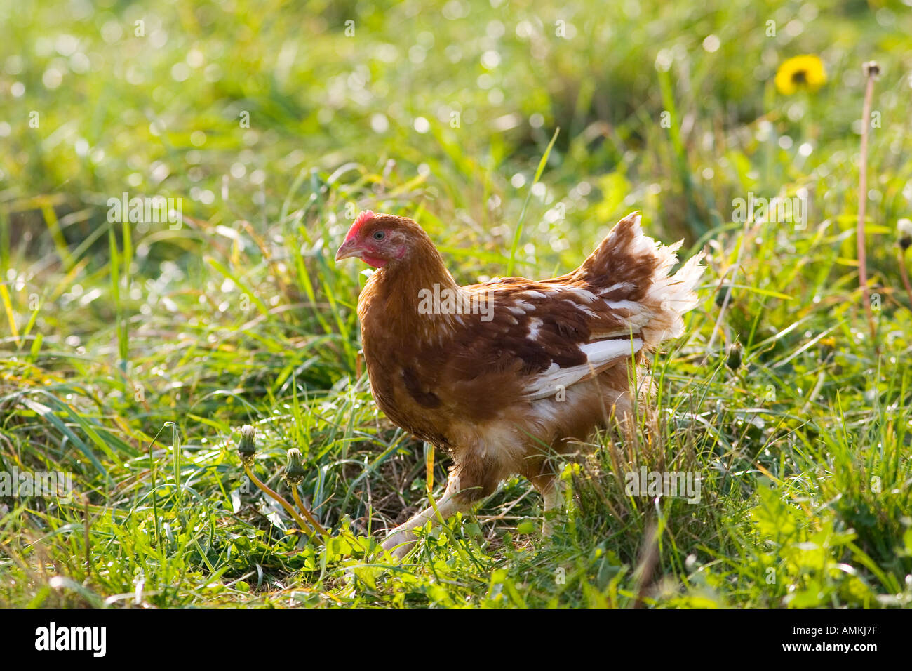 Freilaufenden Hühner der Rasse Isa 257 Roam frei an Sheepdrove Bio Bauernhof Lambourn in England Stockfoto