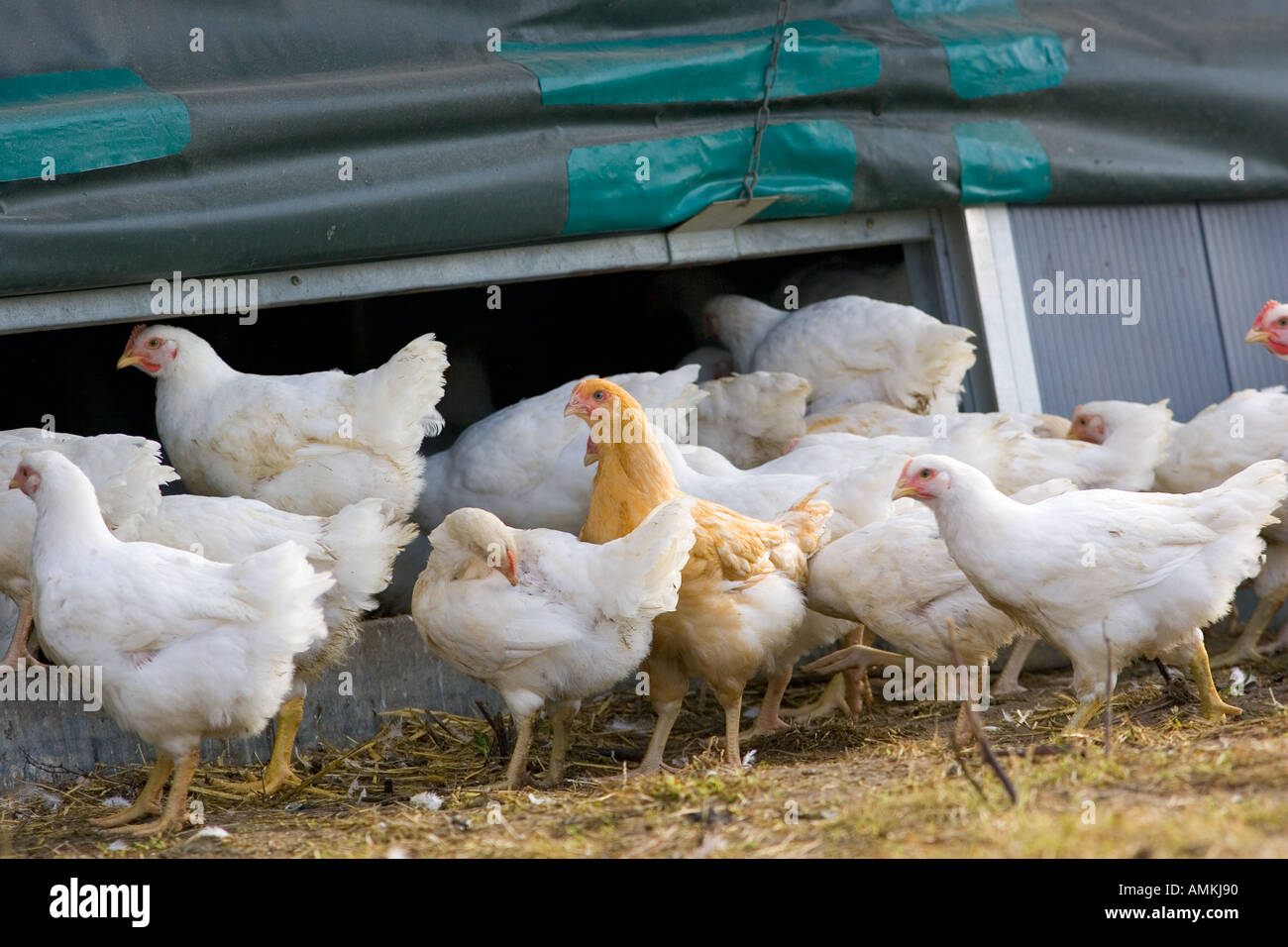 Freilaufenden Hühnern Rasse Isa 257 durchstreifen in und aus ihrem Mobilheim an der Sheepdrove Bio Bauernhof Lambourn in England Stockfoto