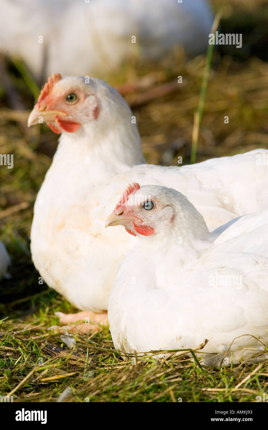 Freilaufenden Hühnern Rasse Isa 257 herumlaufen frei an der Sheepdrove Bio Bauernhof Lambourn in England Stockfoto