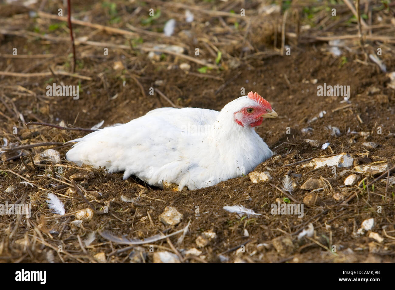 Freilaufenden Hühner Rasse Isa 257 in Staub Baden an der Sheepdrove Bio Bauernhof Lambourn in England Stockfoto