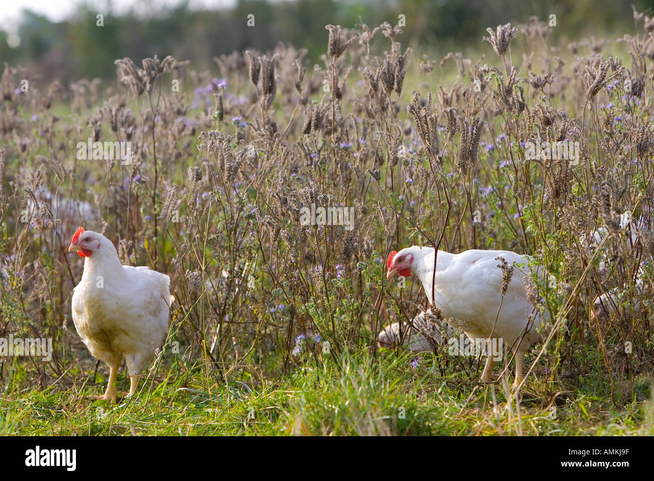 Freilaufenden Hühnern Rasse Isa 257 frei herumlaufen und grasen unter wohltuenden Kräutern am Bio-Bauernhof Sheepdrove England Stockfoto
