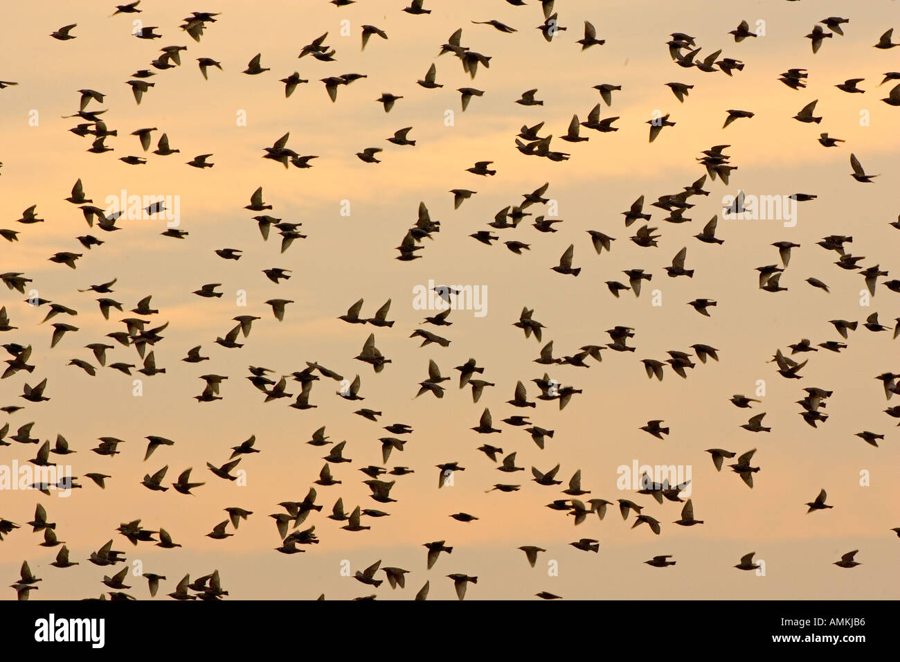 Wandernde Stare am Themse-Mündung Avian Flu Vogelgrippe konnte durch die Migration nach Großbritannien gebracht werden Vögel Stockfoto