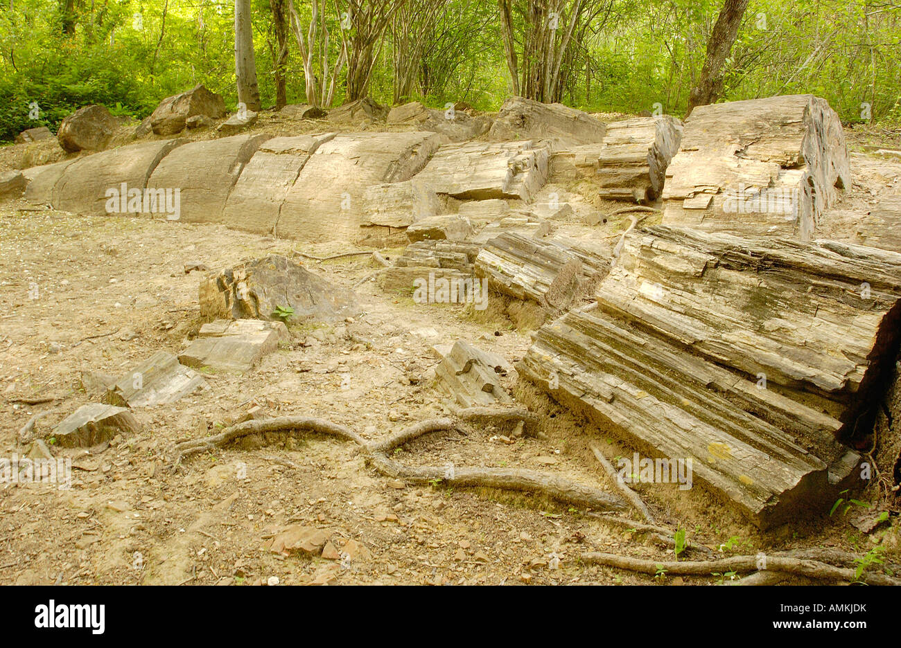 Versteinerten Baumstamm (Araucarioxylon SP.) in der versteinerte Wald von Puyango Stockfoto