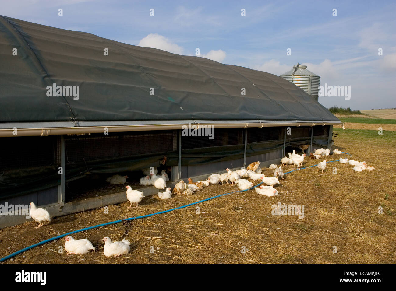 Freilaufenden Hühnern Rasse Isa 257 herumlaufen frei und aus ihrer mobilen Scheune an der Sheepdrove Bio Bauernhof Lambourn in England Stockfoto