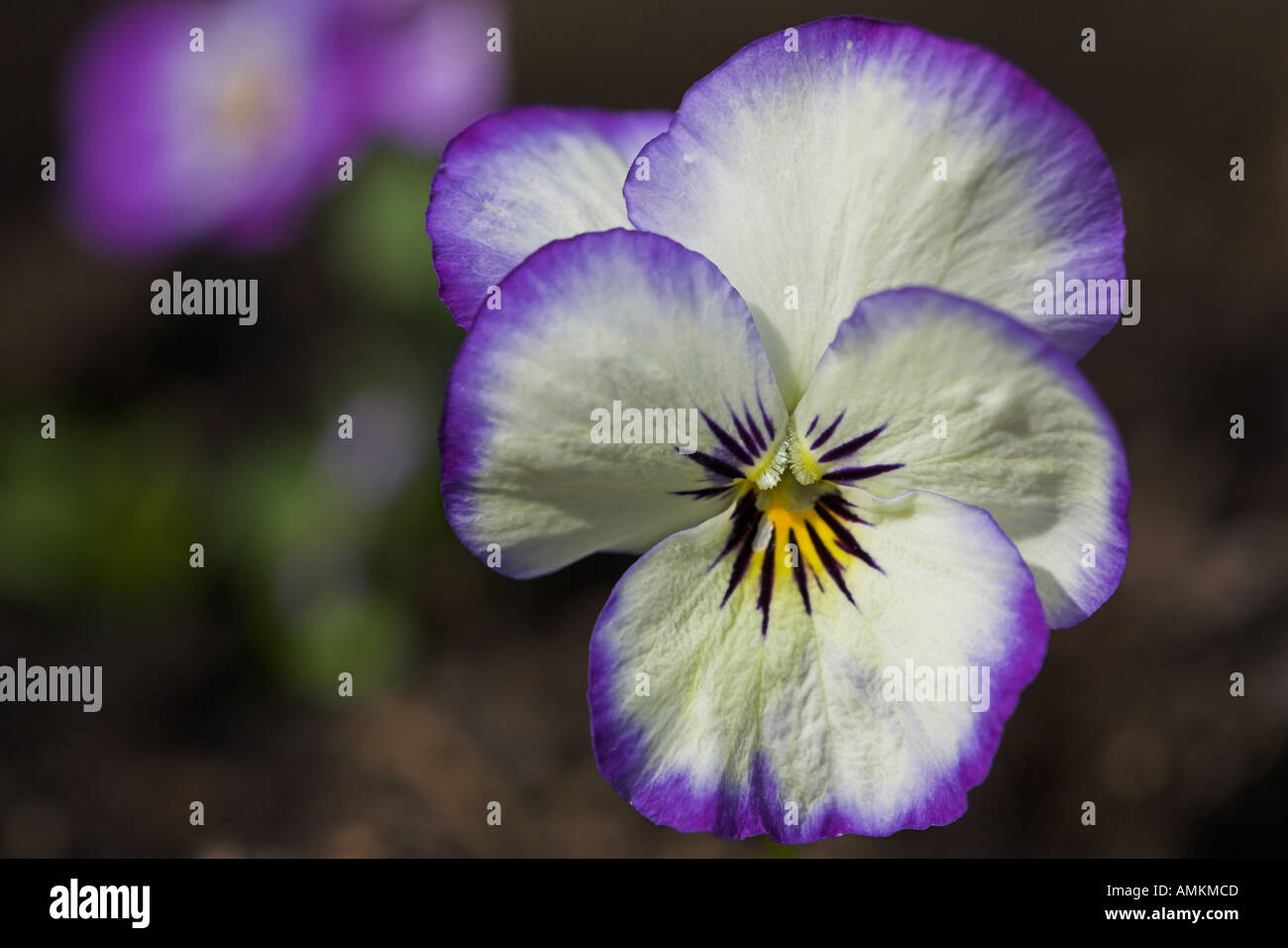 Bunte weiß violett Garten Stiefmütterchen, West Sussex, England. UK Stockfoto