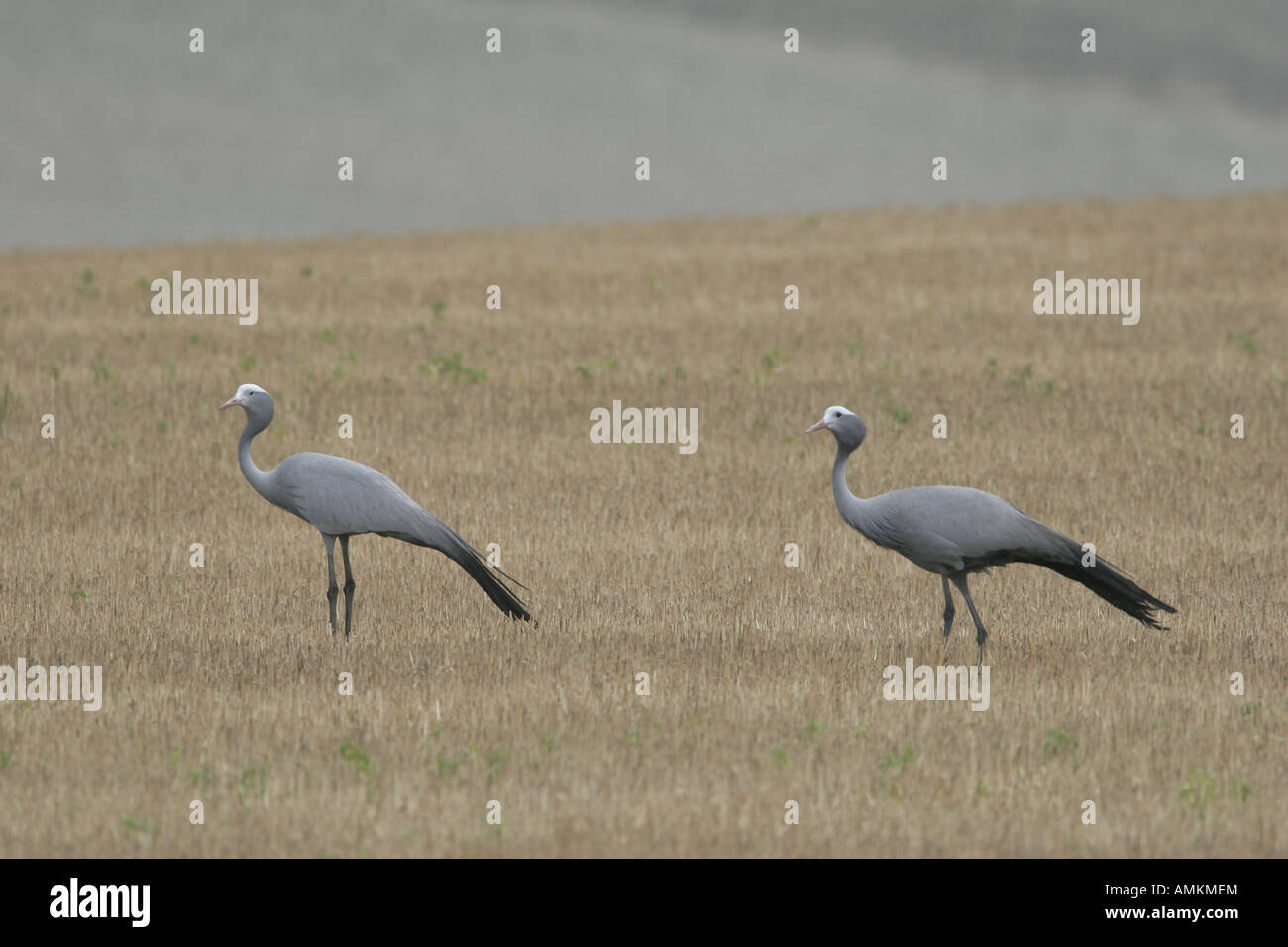 Zwei blaue Kräne im Feld Stockfoto