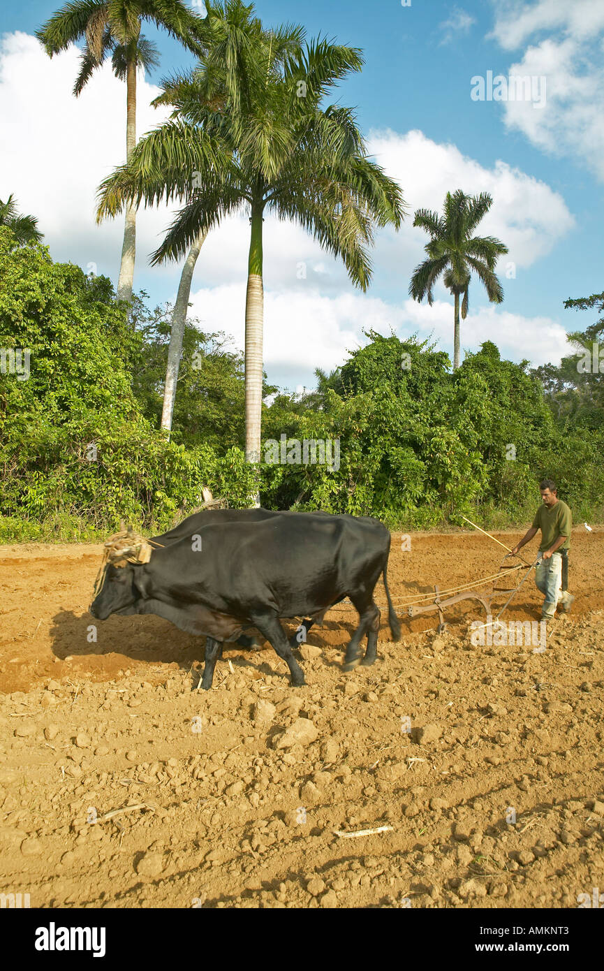 Ochsen und Mann Pflügen Feld in das Valle de Viñales in Zentralkuba Stockfoto