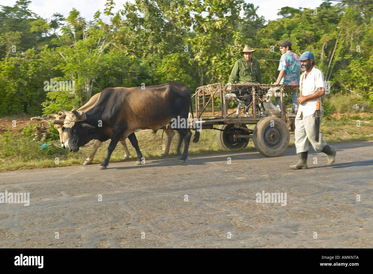 Drei Männer reisen mit einem Pferd gezeichneten Wagen durch die Landschaft des zentralen Kuba Stockfoto