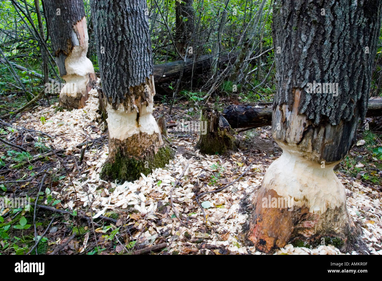 Biber Essen Sammlung Stockfoto