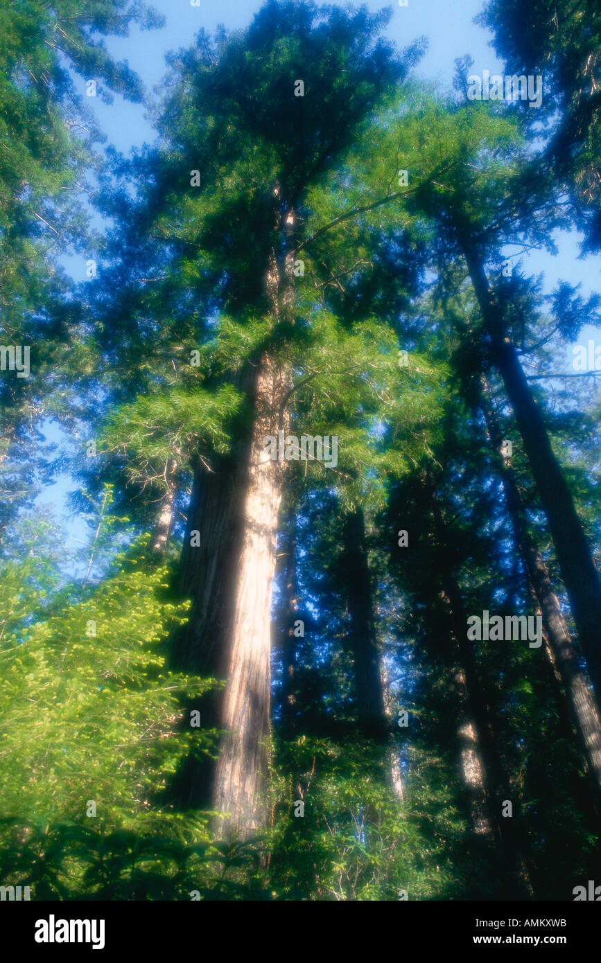 Redwood Forest, Lady Bird Johnson Grove, Redwood National Park, Ca, USA Stockfoto