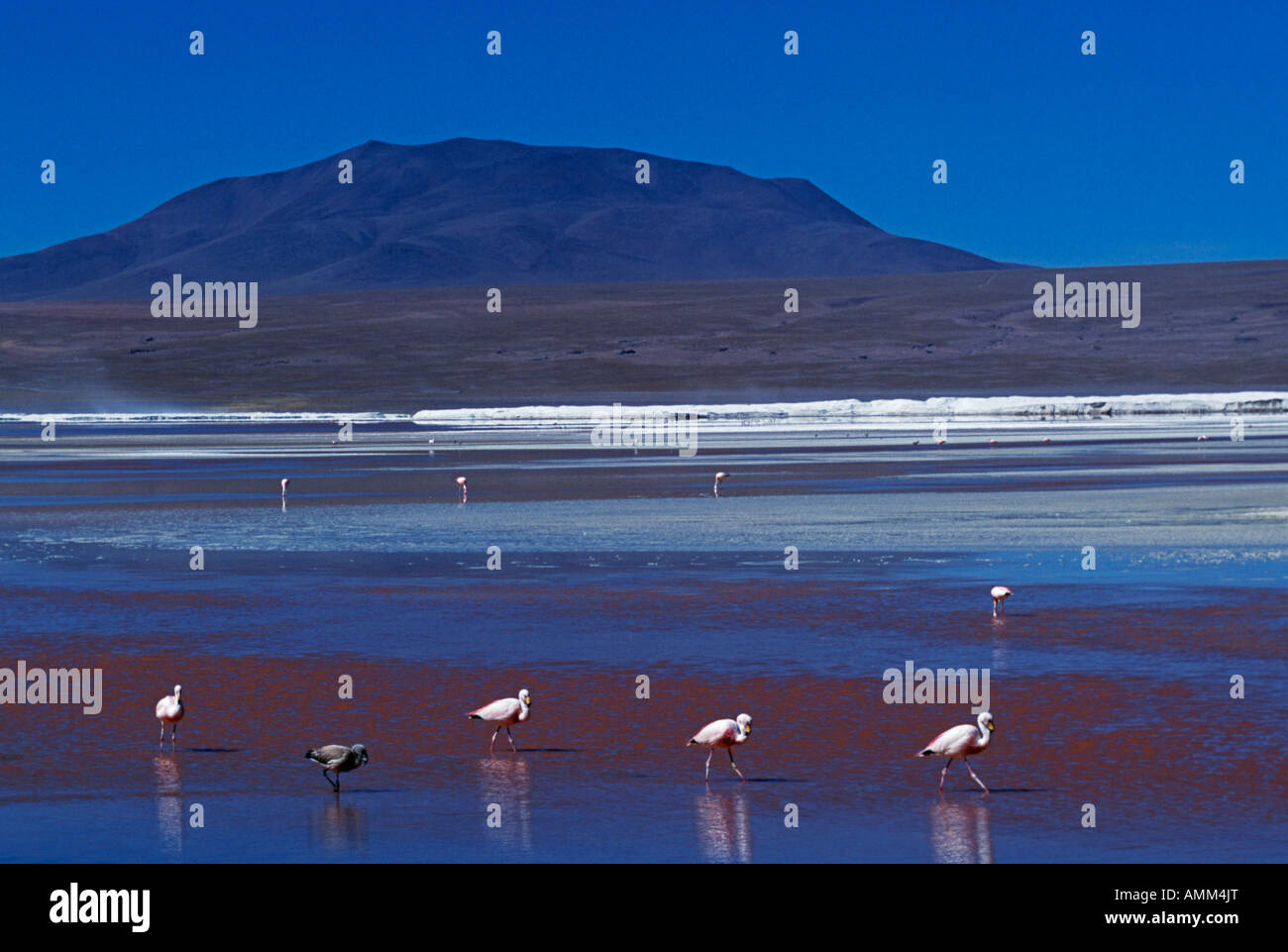Flamingos ernähren sich von den Algen-reichen Gewässern des Laguna Colorada.  Die Algen geben dem See seine deutliche rote Farbe. Stockfoto