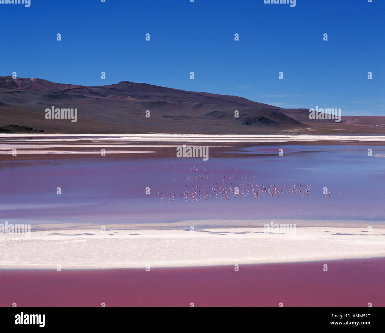 Flamingos ernähren sich von den Algen-reichen Gewässern des Laguna Colorada. Stockfoto