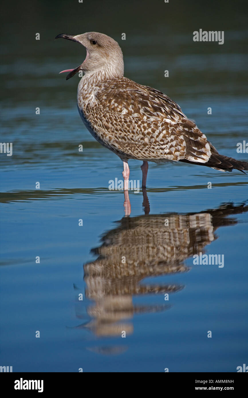 Große Black-backed Gull Juvenile Larus Marinus New York USA erster winter im See mit Reflexion aufrufen Stockfoto