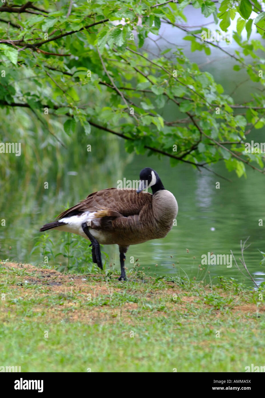 Eine männliche Kanadagans stehend unter Ästen See in Saddle River Park Glen Rock New Jersey USA Amerika USA Stockfoto