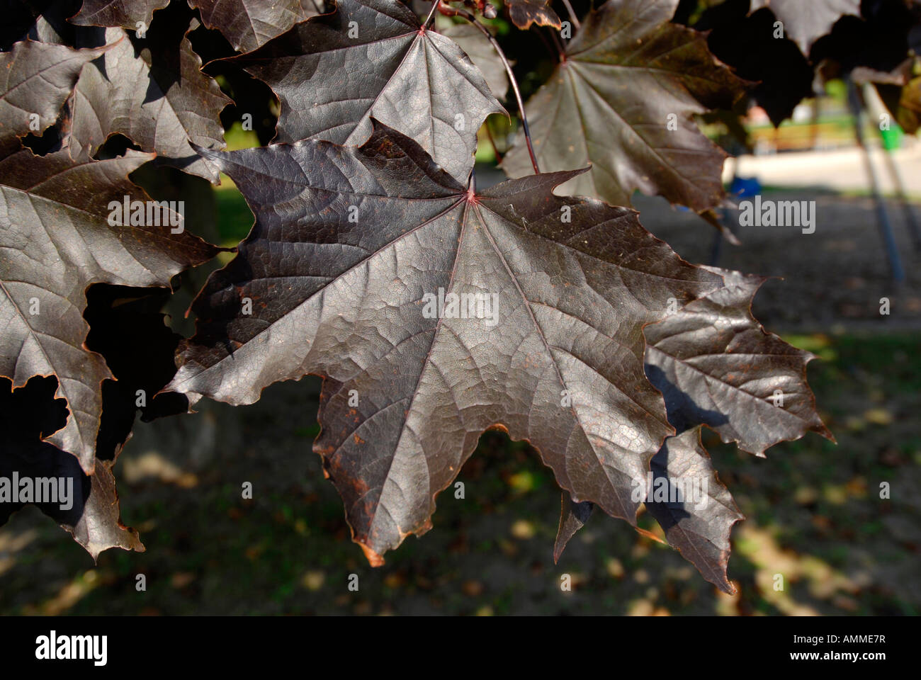 Farben des Herbstes im Überfluss, wie Bäume Blätter drehen bis zum Herbst in Manistee National Forest in der Nähe von Cadillac, Michigan Farben Stockfoto